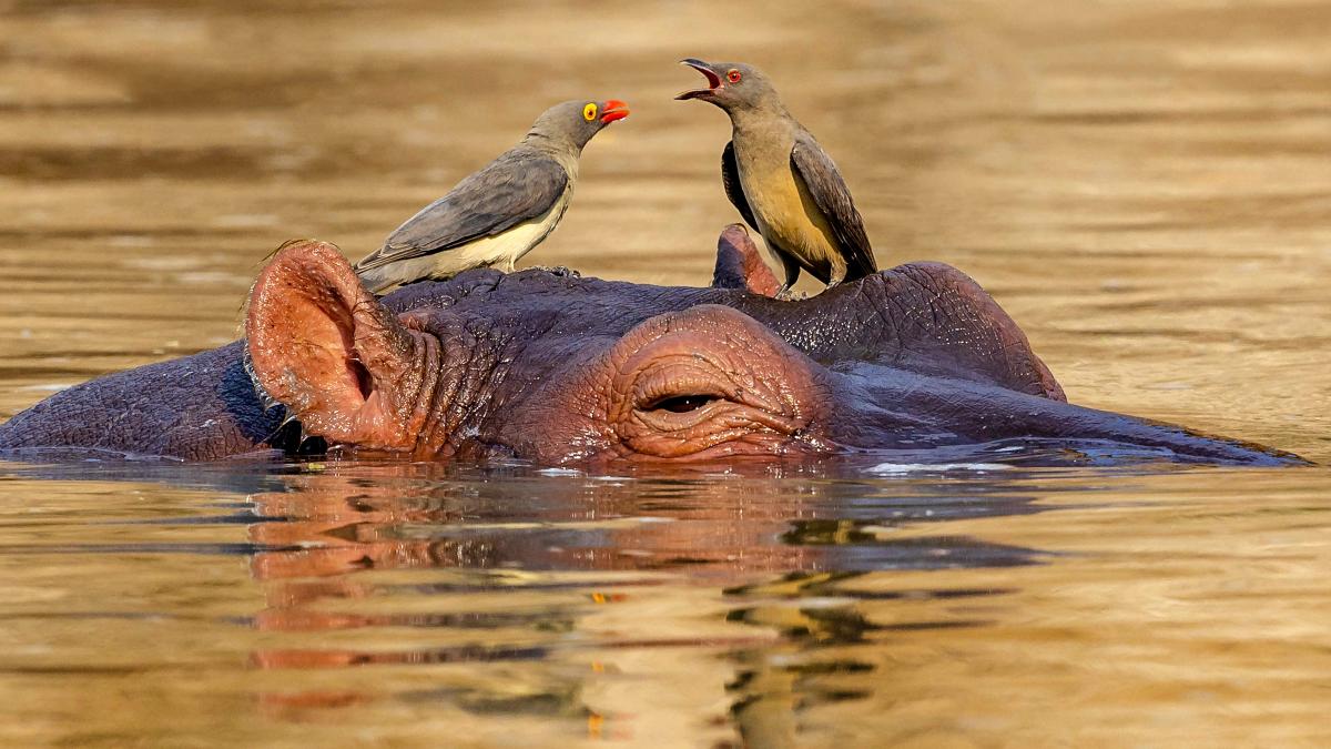 Keystone Species Project Regeneration